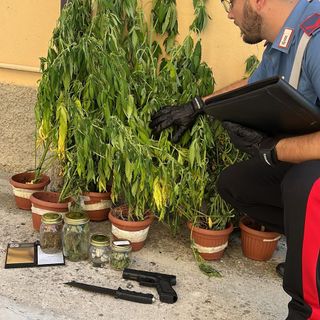 Canneto Pavese: giovane sorpreso in casa con 16 piantagioni di cannabis e stupefacenti, arrestato dai carabinieri