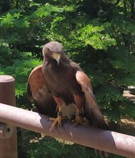 Novara: catturata sul Baluardo Sella una Poiana di Harris