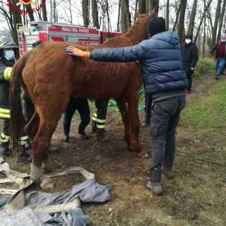 Pavia: cavalla cade in un canale, salvata dai Vigili del Fuoco