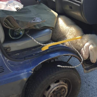 Alla guida ubriaco e con patente sospesa: sul posto del passeggero trasportava un agnello