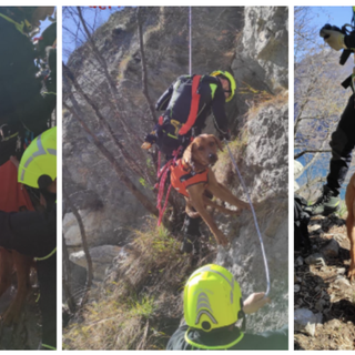 Due cani bloccati sul costone della montagna. Li salva l'elicottero dei vigili del fuoco di Malpensa