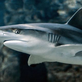 Morso da uno squalo in Colombia, muore un turista italiano