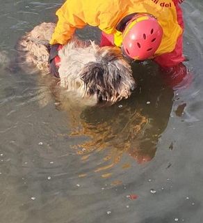 Cane cade nel canale, recuperato dai Vigili del Fuoco