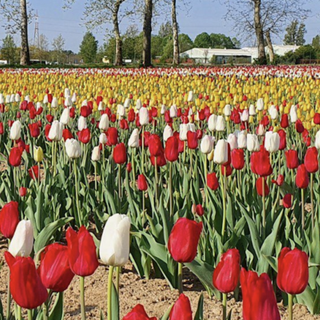 Torna il campo di tulipani di Arese: dagli ingressi gratuiti ai nuovi fiori. Qui novità e gli orari