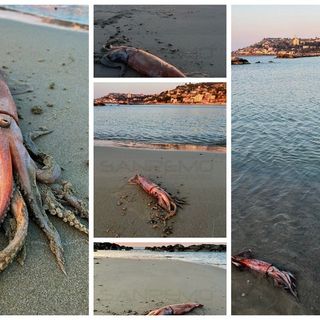 IL GESTO. Arma di Taggia: grosso totano &quot;spiaggiato&quot;, fotografato e rimesso in mare