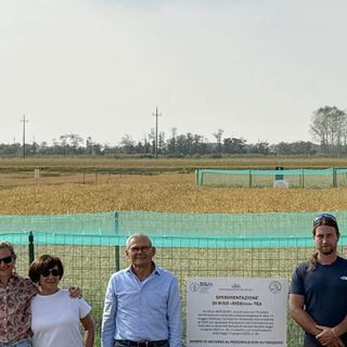 Castello D'Agogna, raccolto il primo riso ottenuto con le Tea