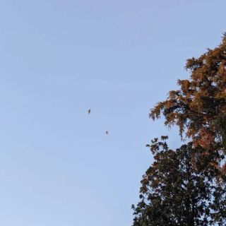 Magenta: in via Carlo Porta è arrivata una colonia di grossi volatili simili ad aironi…