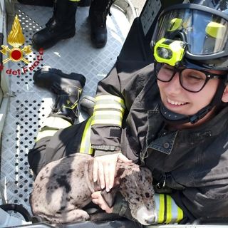 Vercelli, cucciolo bloccato tra le sbarre del balcone: a salvarlo i Vigili del Fuoco