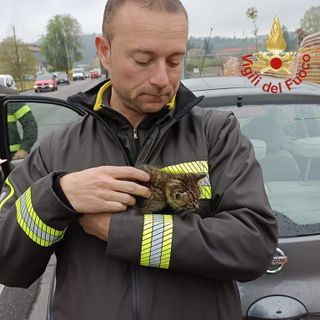 C'è un gattino nel motore. L'automobilista si ferma e chiama i vigili del fuoco