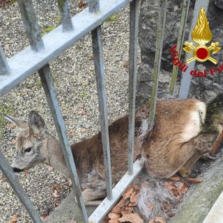 FOTO. Capriolo intrappolato in una recinzione, nel Varesotto arrivano i vigili del fuoco