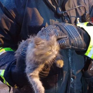 FOTO - Gatto si incastra tra le ruote posteriori di un'auto nel Varesotto. Lo salvano i vigili del fuoco