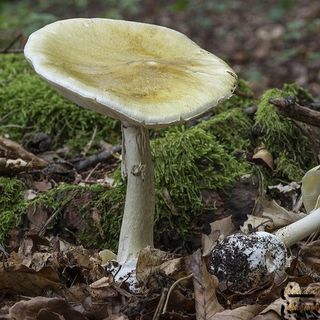 Tragedia nel Comasco: mangia funghi velenosi e muore. Gravi la moglie e la badante