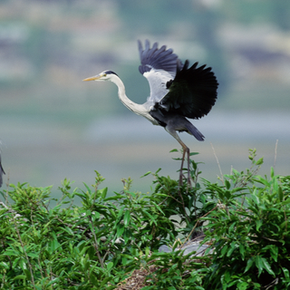 Valle Ticino-Lomellina: sabato alla scoperta della Garzaia di Sant’Alessandro