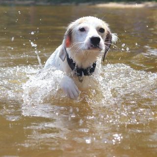 Dopo il maltempo, Lav salva 86 animali in Lombardia tra Pavia e Cremona