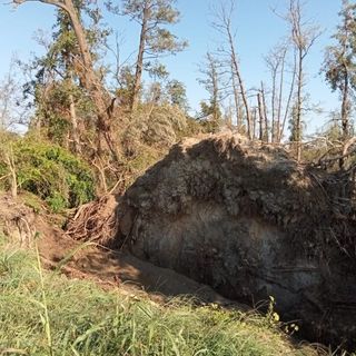 Al Parco del Ticino si fa la conta dei danni ad alberi e boschi