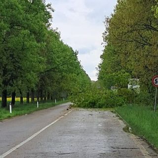 Maltempo: crolla un albero e blocca la strada che da Inveruno porta a Cuggiono
