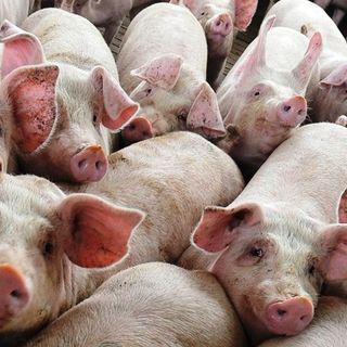 Ats Pavia, peste suina africana: &quot;Massima allerta e prevenzione per evitare i contagi&quot;