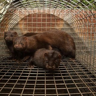 Coronavirus e visoni, la Lombardia chiede la dismissione degli allevamenti degli animali da pelliccia