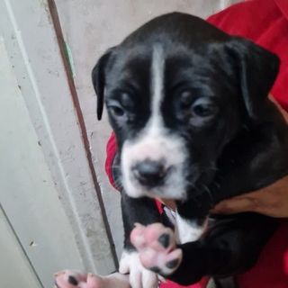 Pioltello: cuccioli di Amstaff venduti illegalmente