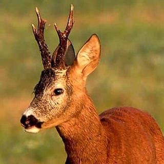 Pavia, capriolo irrompe in un negozio di parrucchiere
