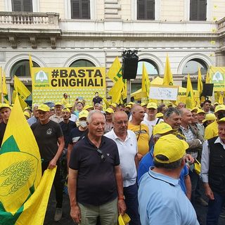 Peste suina, a rischio 4 salumi di qualità su 5. Coldiretti: abbattere cinghiali, veicolo malattia
