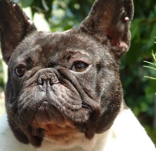 Novarese, scoperto allevamento abusivo di cani