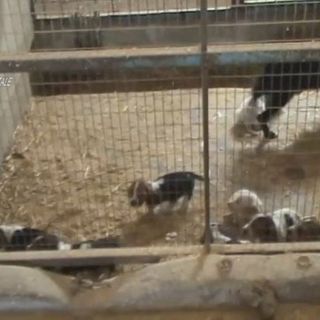 Novarese, allevamento abusivo e ‘lager’ di bulldog: sequestri e denunce
