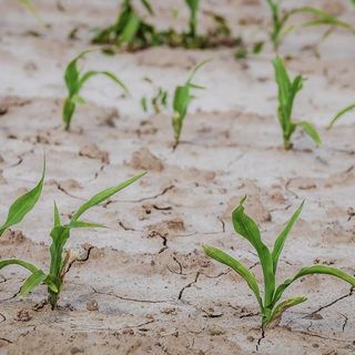 Siccità, senza acqua nelle campagne è SOS cibo Coldiretti: &quot;Serve ulteriore sforzo per salvare raccolti&quot;