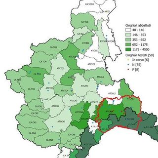 Cresce la preoccupazione per la peste suina africana: altri cinque casi accertati tra Piemonte e Liguria