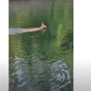 VIDEO - Un cerbiatto scivola nella diga del Panperduto e si salva nuotando fino a riva