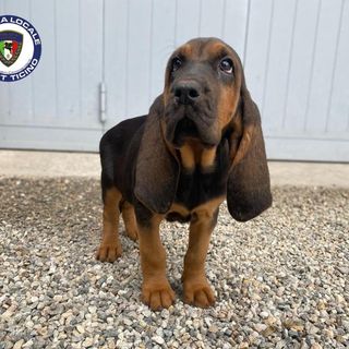 Una cucciola di bloodhound 'arruolata' dalla Polizia locale di Trecate