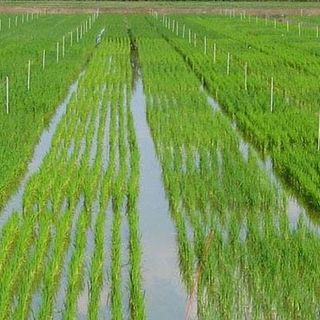 Riso, crolla la produzione in Lombardia: meno 200 milioni di chili