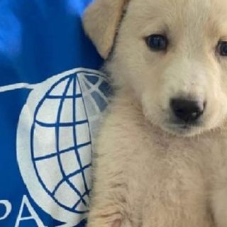 Cuccioli appena nati messi in vendita on line: sequestrati dalle guardie zoofile Oipa