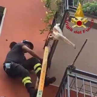 Cagnolino incastrato a testa in giù nelle inferriate del balcone ai piani alti viene salvato dai vigili del fuoco