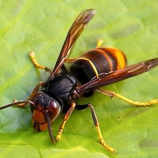 Torrazza Coste: non ce l'ha fatta il 75enne punto da un calabrone, è morto per shock anafilattico