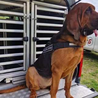 Trecate, operativo il cane molecolare Dikra della Polizia locale