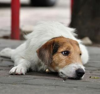 Anche i cani vivono lutto per la morte di un loro simile