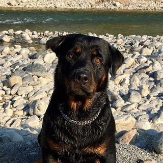 Settimo Milanese: raccolta fondi per Lucio, Lucrezia e i loro cani dopo l’incendio
