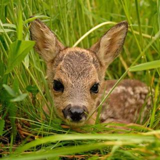 Gaggiano: salvati due caprioli caduti nel Naviglio, liberati in un'area protetta