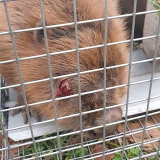 Castelletto di Cuggiono: Andrea e Marina Azzimonti salvano un castoro ferito nei pressi del Ticino Castelletto di Cuggiono: Andrea e Marina Azzimonti salvano un castoro ferito nei pressi del Ticino