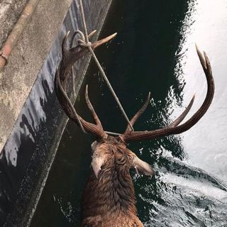 Vizzola Ticino: cervo "innamorato" cade nel Villoresi e viene salvato