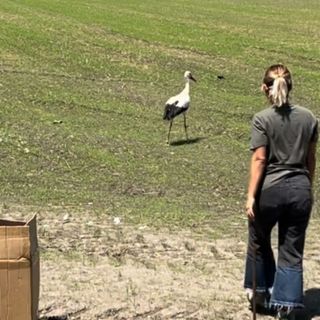 Torna a volare nel Parco del Ticino la cicogna ferita da un’arma da fuoco
