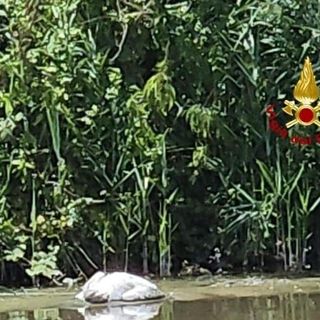I Vigili del fuoco salvano un cigno ferito sulla sponda del Lambro nel Pavese
