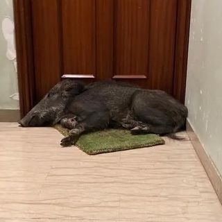 Incredibile in Liguria: esce di casa e si trova un cinghiale addormentato sullo zerbino
