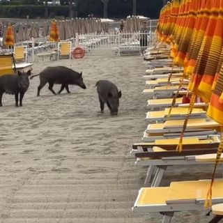 Frame del video pubblicato sul gruppo Facebook &quot;Savona È!&quot;