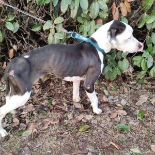 Vita da cani… un incubo. Intervento delle Guardie Zoofile a Pavia