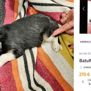 Cucciolo ceduto illegalmente sul web: recuperato dalle guardie dell’Oipa di Milano-Monza, multa da 1000 euro ai venditori