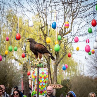 Al Villaggio delle Uova weekend dedicato ai rapaci