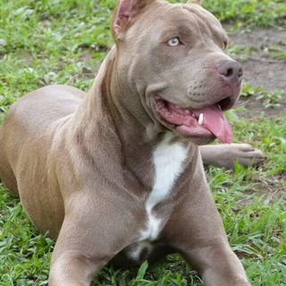 Bimba azzannata a Sesto da pitbull, Oipa: &quot;Vittima delle mode&quot;