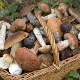 Raccolta funghi, l'allerta di Ats Pavia per prevenire i casi di intossicazione